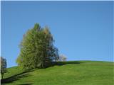 brezov gaj in modro nebo